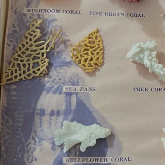 1969’s -Assorted Coral Collection Display - Picture 4 of 5